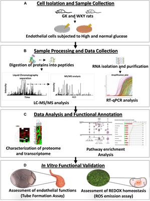 Influence of a Hyperglycemic Microenvironment on a Diabetic Versus Healthy Rat Vascular Endothelium Reveals Distinguishable Mechanistic and Phenotypic Responses